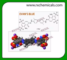 EVAN'S BLUE